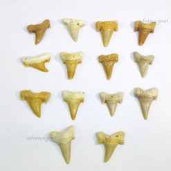 摩洛哥鯊魚牙化石【隨機出貨】